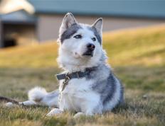 开云体育在线-季后赛抢七之夜，锡安数据全面爆炸，一场重塑历史的个人表演