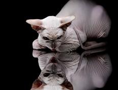 开云体育-跨越疆界的霸业，从深圳新翼到紫金王座