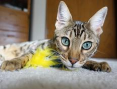 开云体育APP下载-布克关键时刻闪耀，马刺史诗级翻盘凯尔特人