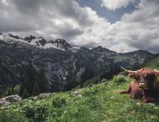 开云体育在线-终极对峙，范弗利特关键时刻的一剑封喉