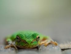 开云体育官方网站-美加之夜，郁金香绝境绽放，德里赫特一球定乾坤