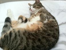 开云体育官网-李刚仁，绿茵棋盘上的绝对执棋者