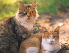 开云体育APP下载-无声处的惊雷，马丁内利在鏖战中完成自我救赎