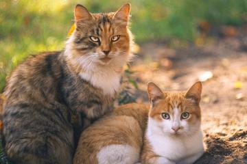 开云体育官网-传奇仍在继续—伊布季后赛抢七之夜用实力书写不朽