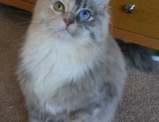 开云体育app-绿茵场上的救赎与节奏，法比尼奥重生，巴拉圭智取比利时