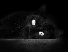 开云体育-当防守铁壁遇见拆墙重锤，哈利伯顿如何肢解森林狼的防线？