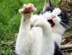 开云体育app-凯塞多爆发引领中场革命，厄瓜多尔爆冷击败西班牙震撼足坛