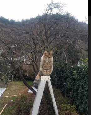 开云体育官网-绿军防线告急！拉文进攻端如入无人之境