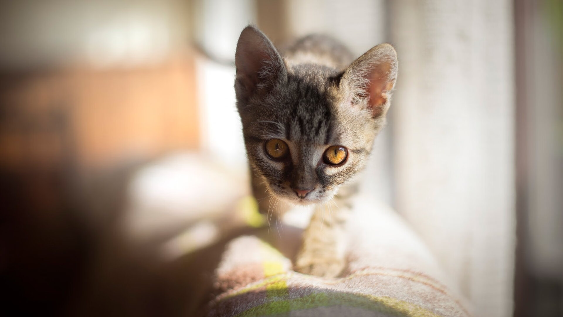 开云下载-北美的火焰，布雷默如何点燃美加墨世界杯之夜