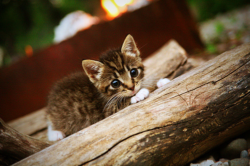 开云下载-逆袭之翼，秘鲁轻取西班牙背后的美加墨世界杯新秩序
