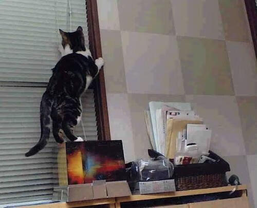 开云体育-跨越疆界的霸业，从深圳新翼到紫金王座