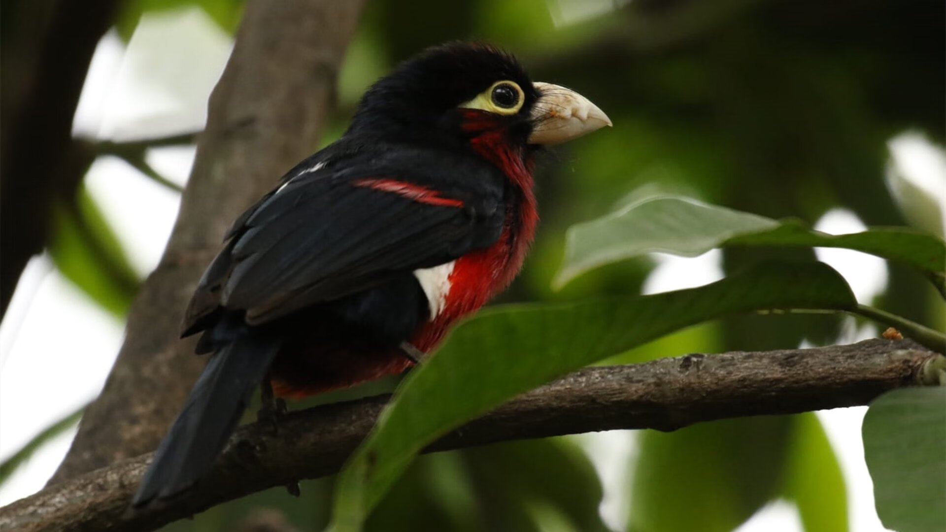 开云体育在线-德布劳内全场最佳无争议，厄瓜多尔冲垮牙买加—足球之夜的双重奏鸣