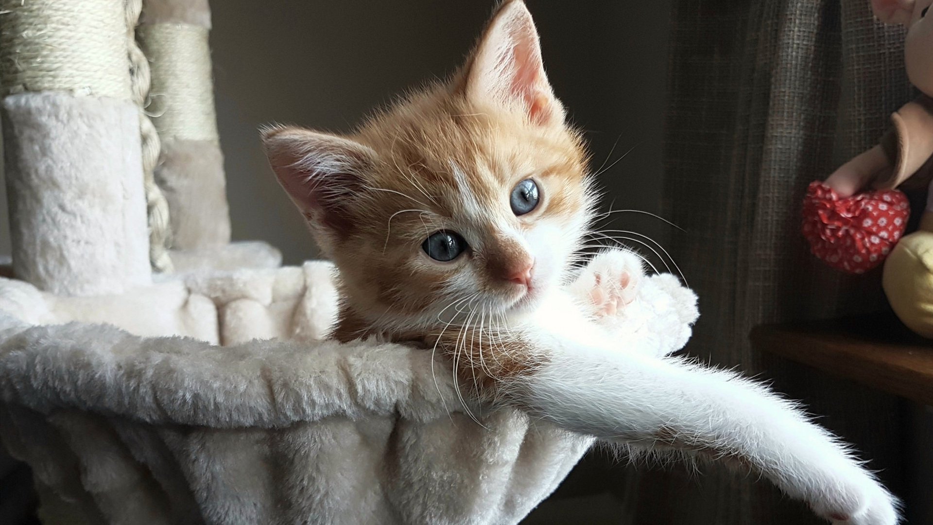 开云APP-铁血浓眉化身硬仗之王,广东队狂胜独行侠展现霸主本色