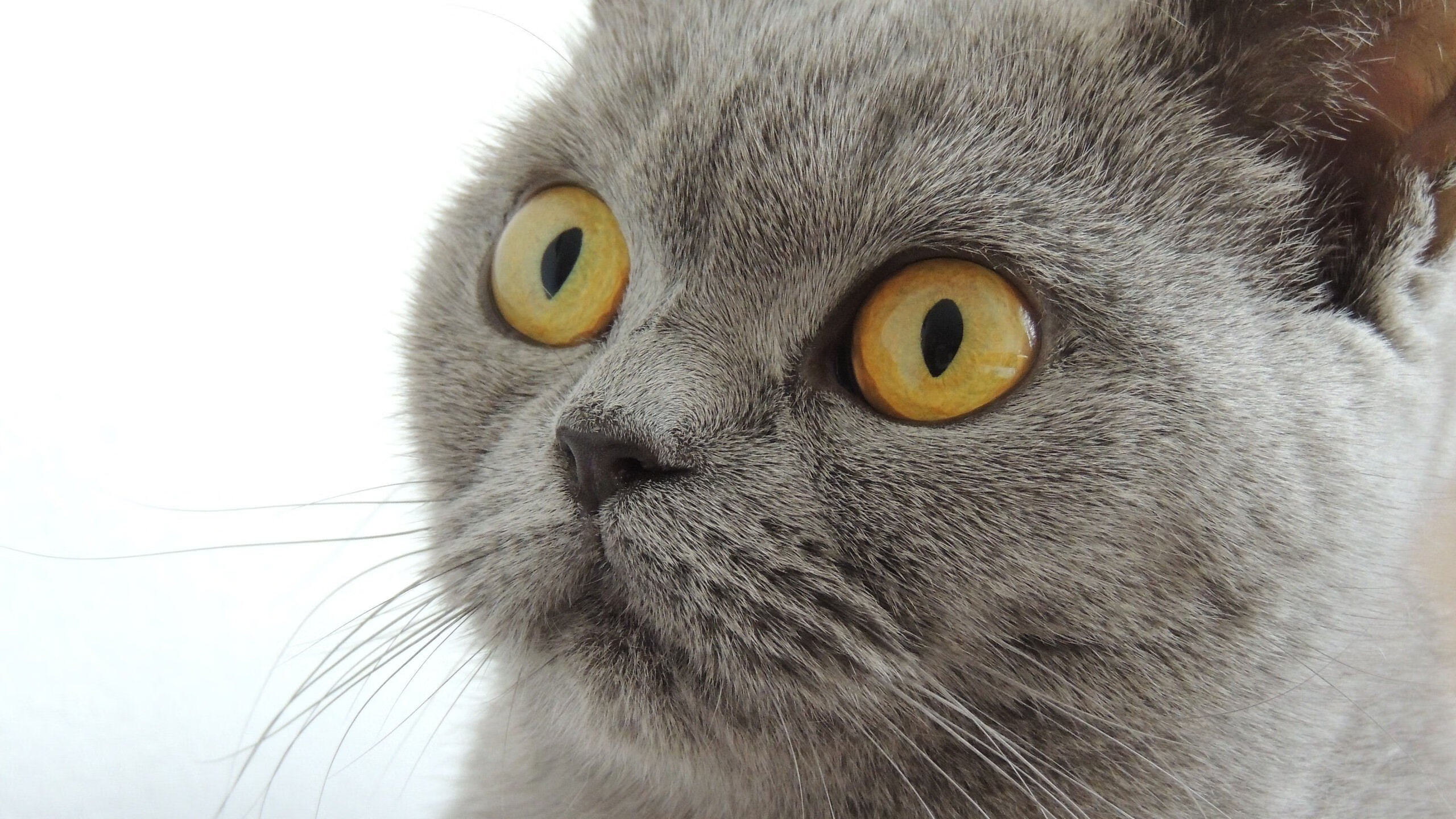 开云平台-奥亚尔萨瓦尔梅开二度闪耀全场,马里战术完胜3-0压制丹麦