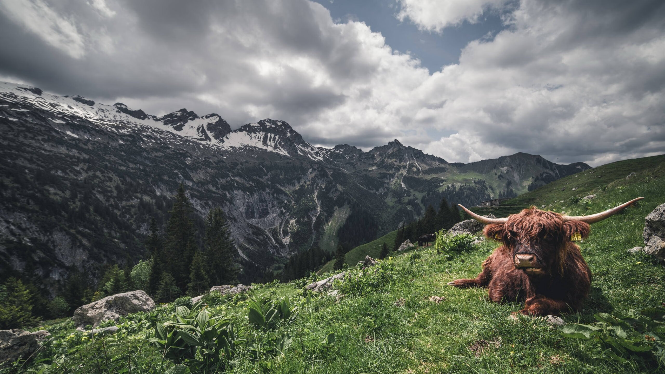 开云体育在线-终极对峙,范弗利特关键时刻的一剑封喉