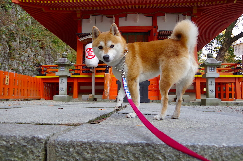 开云下载-欧冠炼狱主场见证，多特蒙德横扫克罗地亚，凯恩数据全面爆炸宣告新神降临