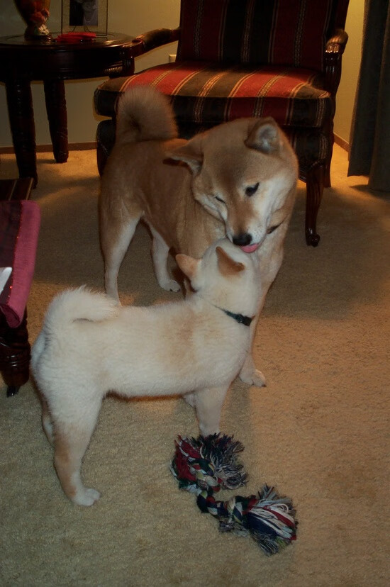 开云官网-双星闪耀，喀麦隆强势晋级法国，莱万生死战接管比赛