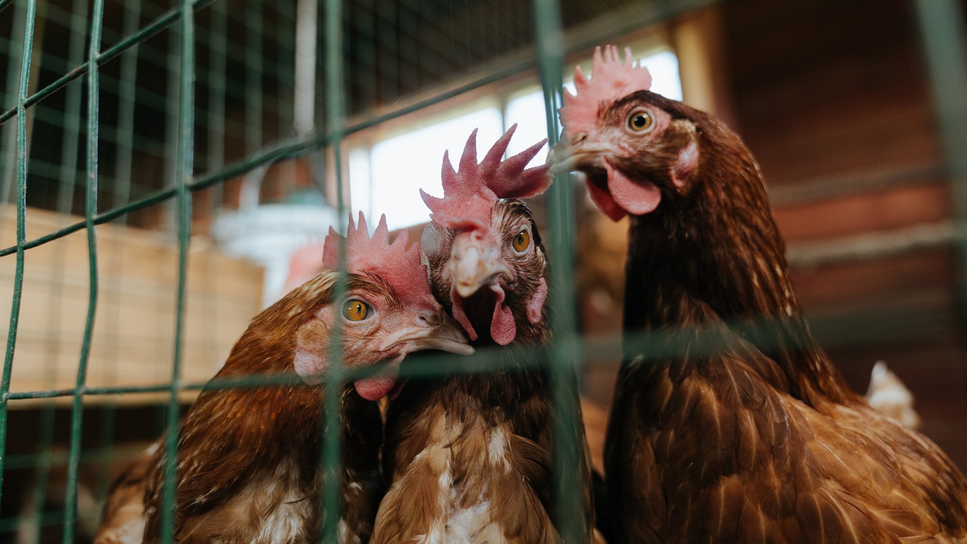 开云平台-奥运周期关键战之夜，迪巴拉里程碑的辉煌篇章