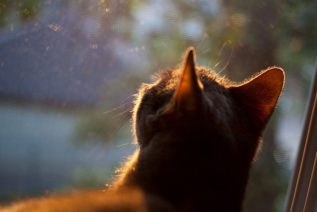 开云体育app-利拉德一剑封喉！纽约新王降临，尼克斯掀翻步行者