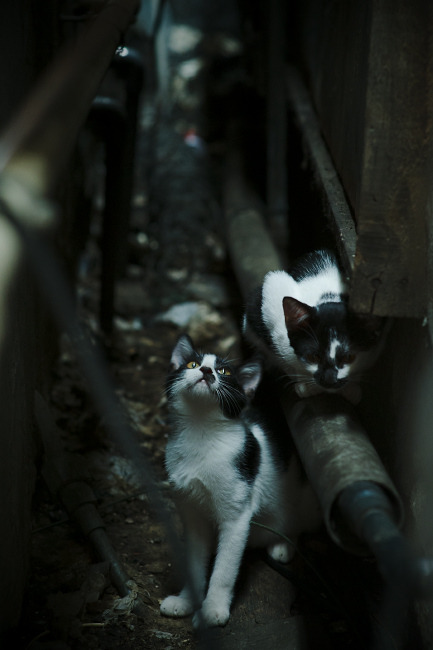 开云体育官方网站-锡安单骑救主！国王淘汰尼克斯晋级下一轮