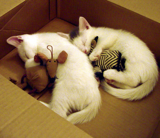 开云官网-太阳击溃北京队!马克西展现压制级表现照亮全场