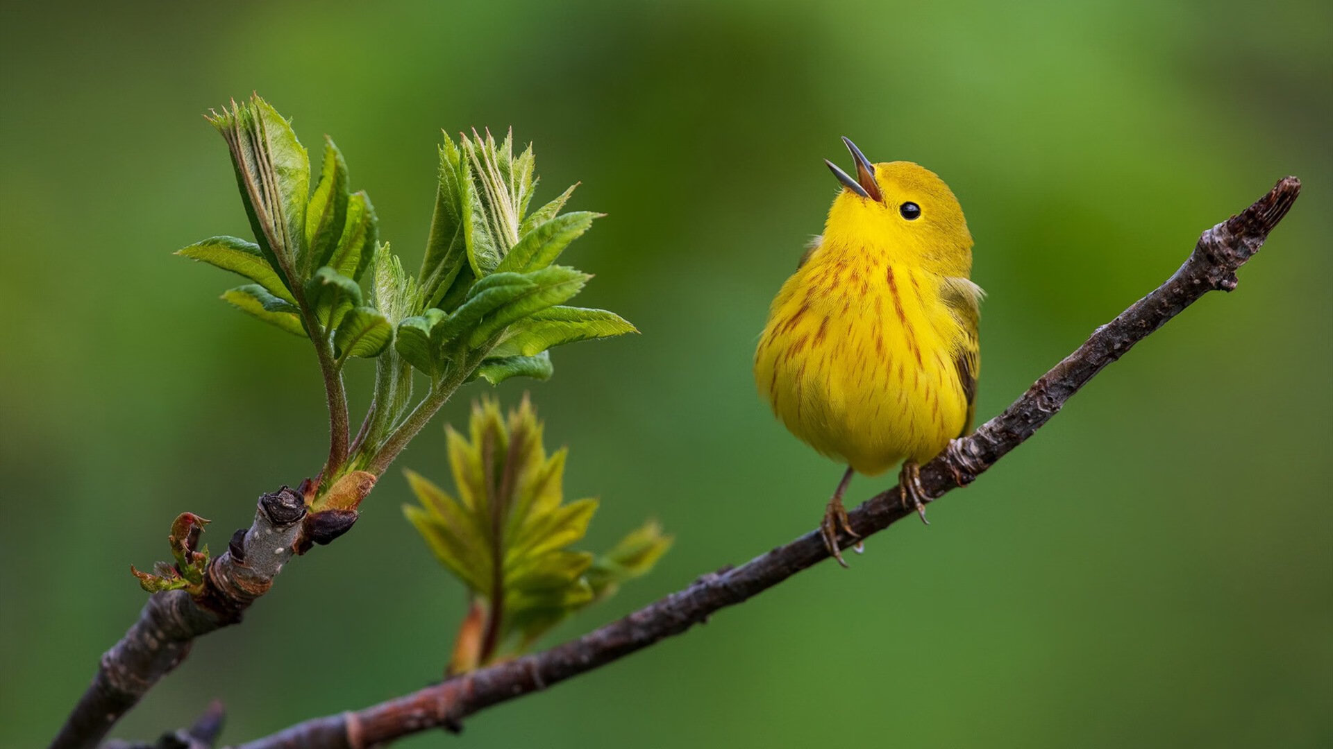 开云体育中国-罗德里戈致命一击，阿根廷力克冰岛挺进十六强