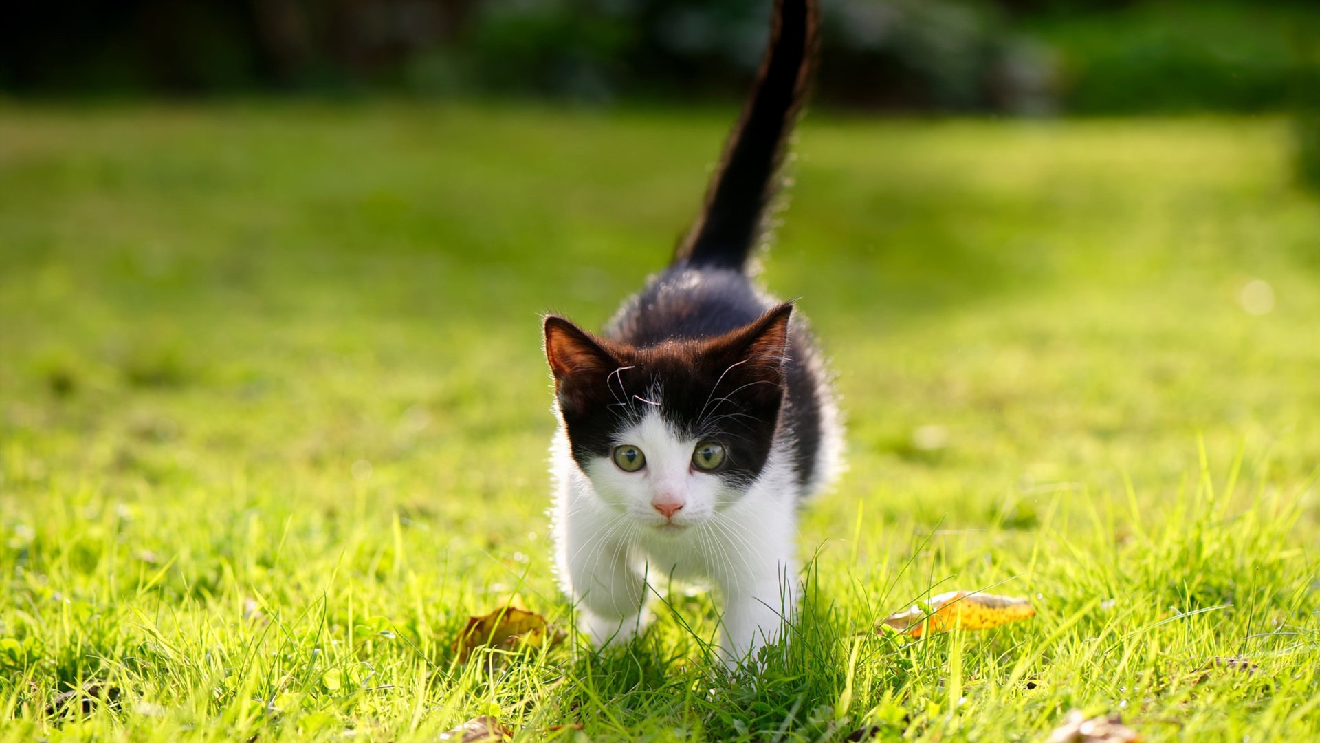 开云体育入口-篮球世界的纵横术,马刺的棋局与浓眉的战场